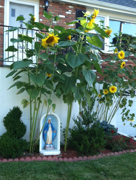 Mary and sunflowers