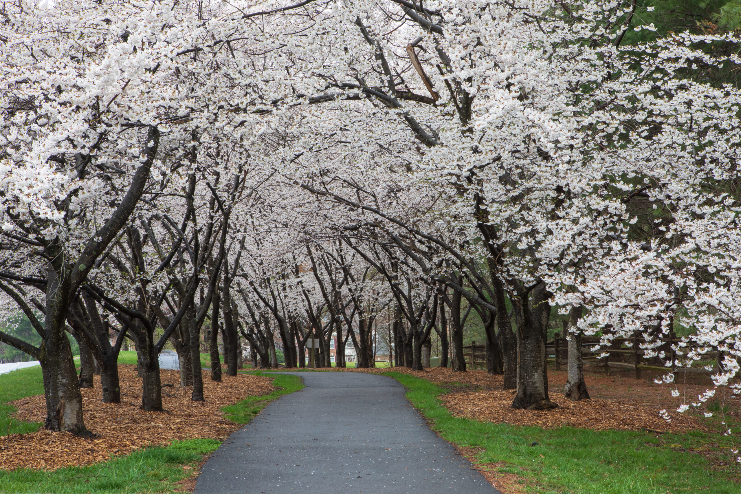 The human life review april is the cruellest month the human life