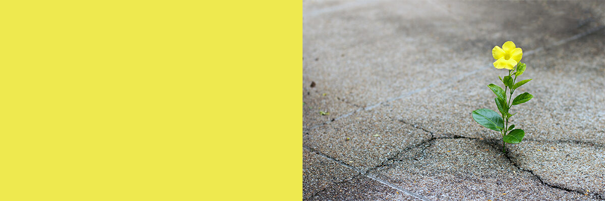 #nivo-caption0